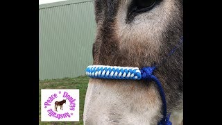 How to make a zipper sinnet paracord noseband for rope halter for horse or donkey [upl. by Hutchings]