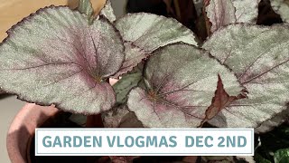 PaintedLeaf Begonias  How To Care For Rex Begonias  Vlogmas 2023 Cottoverdi [upl. by Rolat]