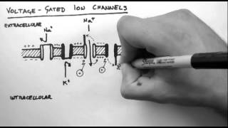 Action Potentials 2  VoltageGated Ion Channels [upl. by Atinihs]