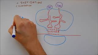 Synthèse des protéines 4  Traduction [upl. by Winikka]