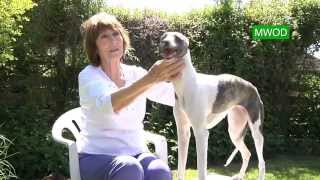 Judging Whippet Dogs [upl. by Annabal326]