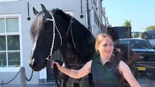 Friesian Horse Kalender  Elfstedeneditie Friese dekhengsten Waander 512 amp Hildwin 528 in Harlingen [upl. by Torrey]