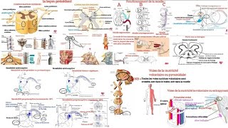 Anatomie fonctionnelle de la moelle épinière Systématisation de la moelle épinière [upl. by Johanan]