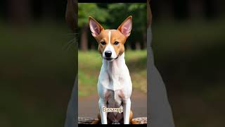 Basenji [upl. by Bernardina]