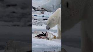 Polar bears brave rescue of injured penguin trapped in plastic bottle touches hearts [upl. by Kepner]