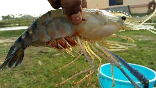 Macrobrachium rosenbergii  Live prawn [upl. by Maridel]