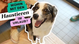 In den Urlaub reisen mit Haustier 🐶🌴 Wir fragen im Tierheim München nach was zu beachten ist [upl. by Ycam857]