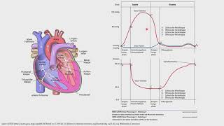 Physiologie  Änderung von Druck und Volumen während der Herzaktion [upl. by Anilatac139]