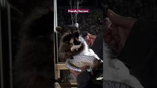 Friendly Raccoon Spoonfed At The Window friendlyraccoon [upl. by Ahsuas827]