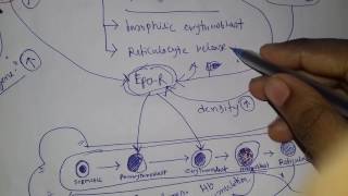 ERYTHROPOIETIN in details with PHARMACOLOGY BY SUBHAJIT DATTA ARBORVITAENXT [upl. by Hollie35]