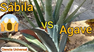 Diferencia entre sábilas y agaves [upl. by Idnic]