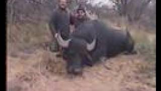 Water buffalo hunting in Argentina Caceria bufalo de agua [upl. by Mouldon]