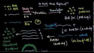 8 Replication of positive stranded RNA virus [upl. by Erdua]