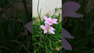 Zephyranthes carinatarose pink lily [upl. by Kipton]