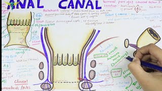 Anal Canal  Brief Anatomy  Easy [upl. by Ravert]