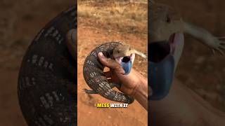 Blue Tongue Skink 😳 [upl. by Richmound]