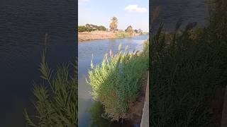 فرع نيل ريف مصر بقريتي ميت محمود بالمنصورة مصر the village of Meet Mahmoud in Mansoura Egypt [upl. by Austine894]