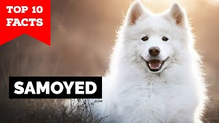 Samoyed  Top 10 Facts [upl. by Weinberg140]