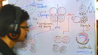 Developmental biology part 2  clevage of zygote polarity and differentiation [upl. by Eesyak]