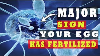 Egg and Sperm Meet Symptoms – Major Signs Your Egg Has Been Fertilized 5 INDICATIVE SYMPTOMS [upl. by Pavkovic]