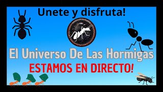 Pásate para charlar de hormigas y más El Universo De Las Hormigas [upl. by Viviane]