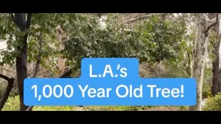 LAs 1000Year Old Tree The Encino Lang Oak [upl. by Huskamp]