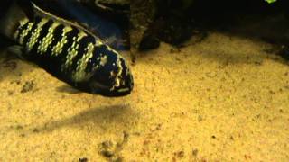 Ivanacara Adoketa breeding pairs for sale at Tyne Valley Aquatics [upl. by Refinej]