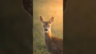 Aberdeenshire deer photography wwwmountsidemediacom [upl. by Hama]