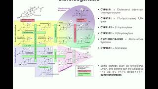 Steroidogenesis  The Biosynthesis of Steroids from Cholesterol [upl. by Nnylidnarb]