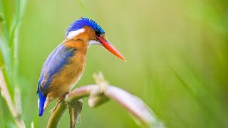 African safari sounds  Borakalalo Nature Reserve South Africa  Sunrise nature sounds 🌍114 [upl. by Neelehtak757]