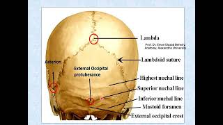 Norma occipitalis of the skull [upl. by Jonny]