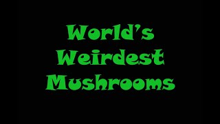 Worlds Weirdest Mushrooms [upl. by Ynnal]