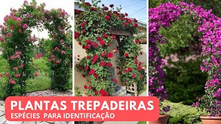 10 ESPÉCIES DE PLANTAS TREPADEIRAS PARA IDENTIFICAÇÃO [upl. by Ahsiemak396]