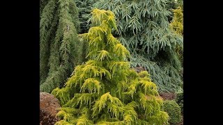 Conifers in the GardenGarden Style nw [upl. by Demmahom]