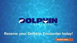 Meet a Dolphin at Georgia Aquarium [upl. by Ennagrom]