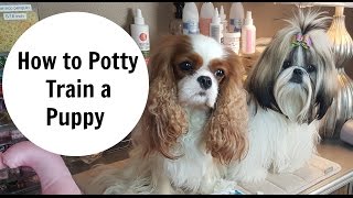 How to Potty Train a Puppy [upl. by Rayford]