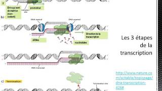 Le dogme central transcription et traduction procaryote vs eucaryote [upl. by Rube]