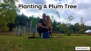 How to Plant a Plum Tree Easy Tips for a Healthy Start [upl. by Dysart]