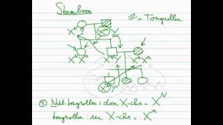 Erfelijkheid  Stamboom 33 Xchromosomaal dominant recessief [upl. by Wiseman996]