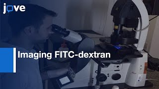 Imaging FITCdextran As Reporter or Regulated Exocytosis l Protocol Preview [upl. by Vento939]