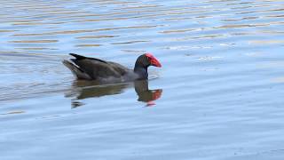 Swamphen sound [upl. by Cass]