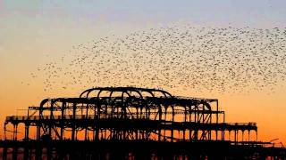 Starlings at Brighton West Pier [upl. by Arawaj113]