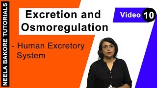 Excretion and Osmoregulation  NEET  Human Excretory System  Neela Bakore Tutorials [upl. by Lleder133]