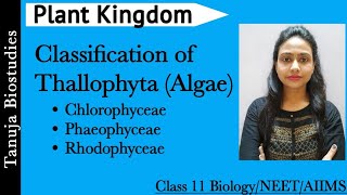 Plant Kingdom  Classification of Thallophyta Algae  Chlorophyceae  Phaeophyceae  Rhodophyceae [upl. by Liz]