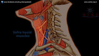 ANSA CERVICALIS ANATOMY ANIMATION [upl. by Suolkcin696]