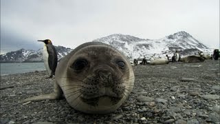 Friendliest seals ever  Antarctica Ep2 [upl. by Ahsenre355]