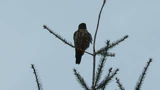 022724 Black Merlin Falcon Tukwila Wa 7595160 [upl. by Atilrak]