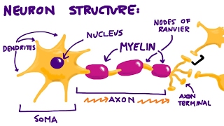 Neurons amp The Synapse Overview [upl. by Bourn]