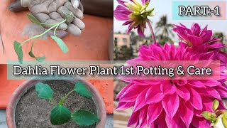 Dahlia Flower Plant 1st Potting amp Perfect Care garden dahliaflowers [upl. by Ahterod]