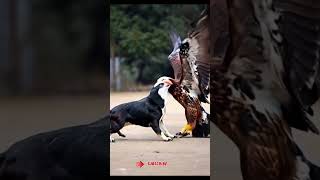 Eagle bulldog Peculiar Quest eagle and dog funny videos 🔥 💜 👍 [upl. by Boycey]